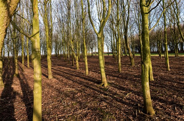 Wheatacre woodland